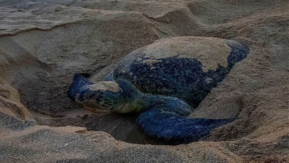 Ras Al Jinz Turtle Reserve in Oman